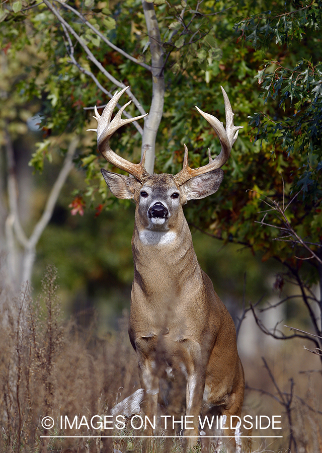 Whitetail buck in habitat