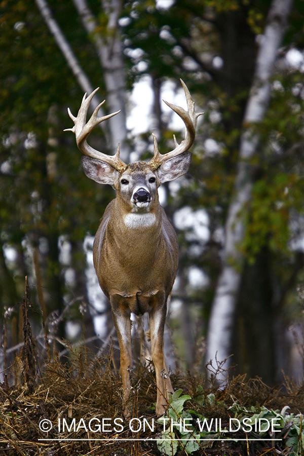 Whitetail buck in habitat