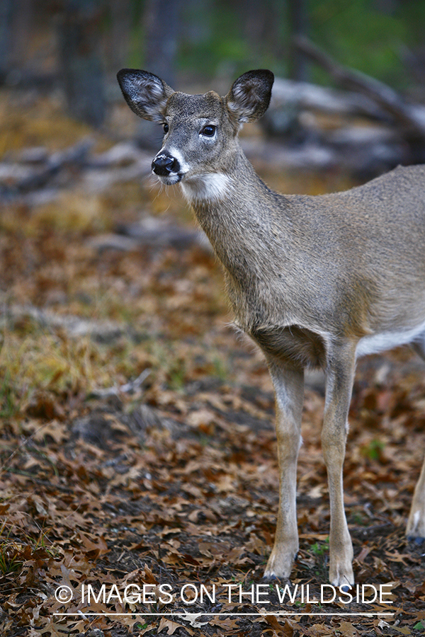 Whitetail doe in habitat