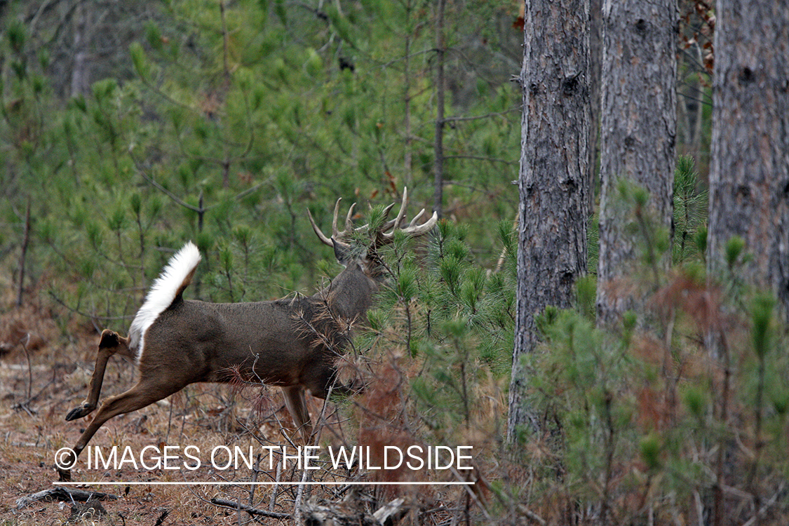 Whitetail buck running.