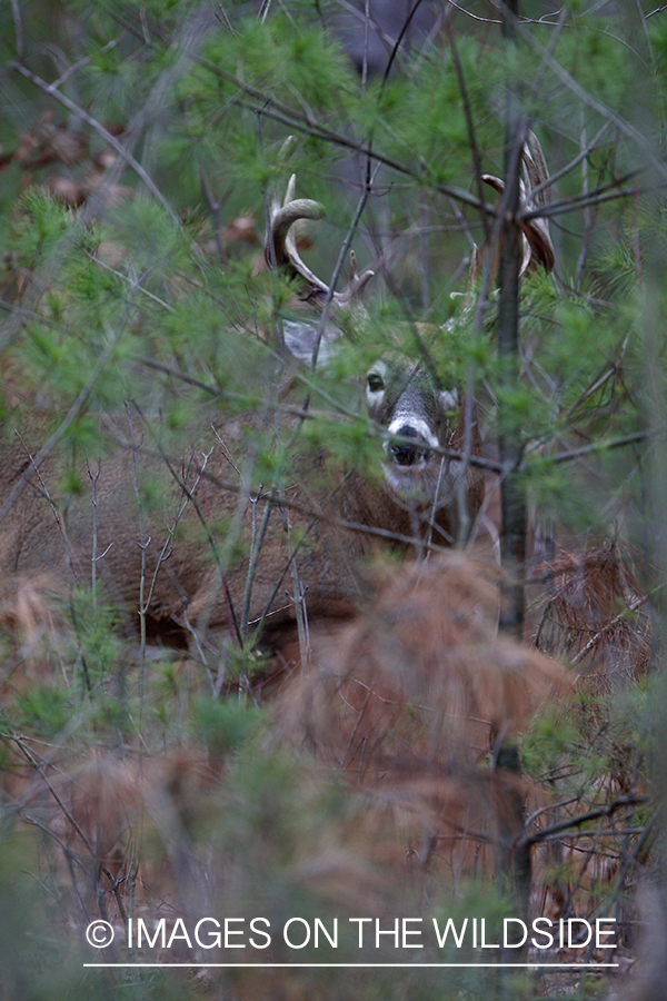 Whitetail buck in habitat.