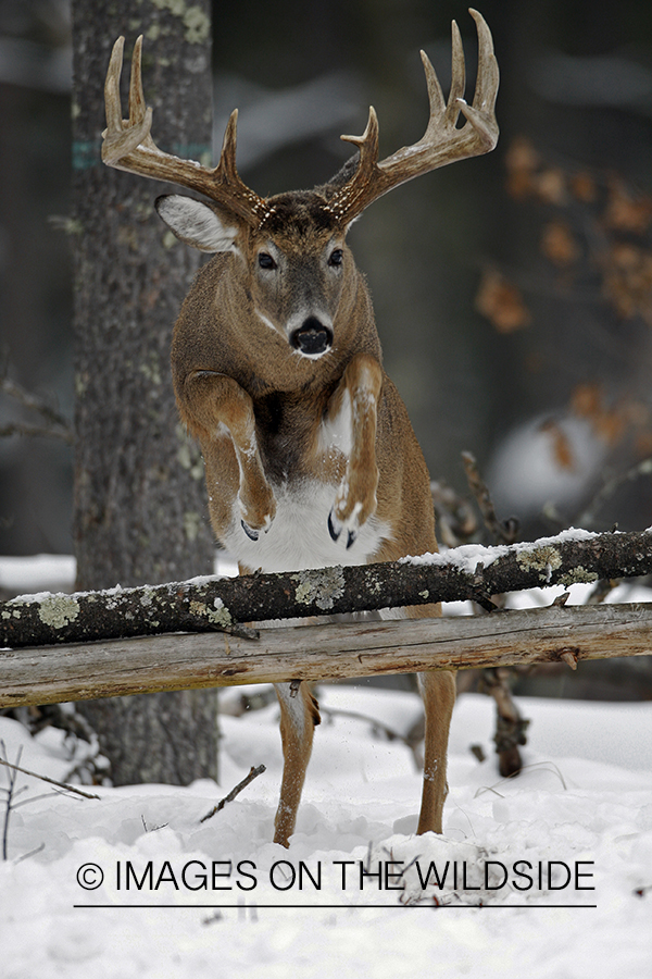 White-tailed buck in habitat.