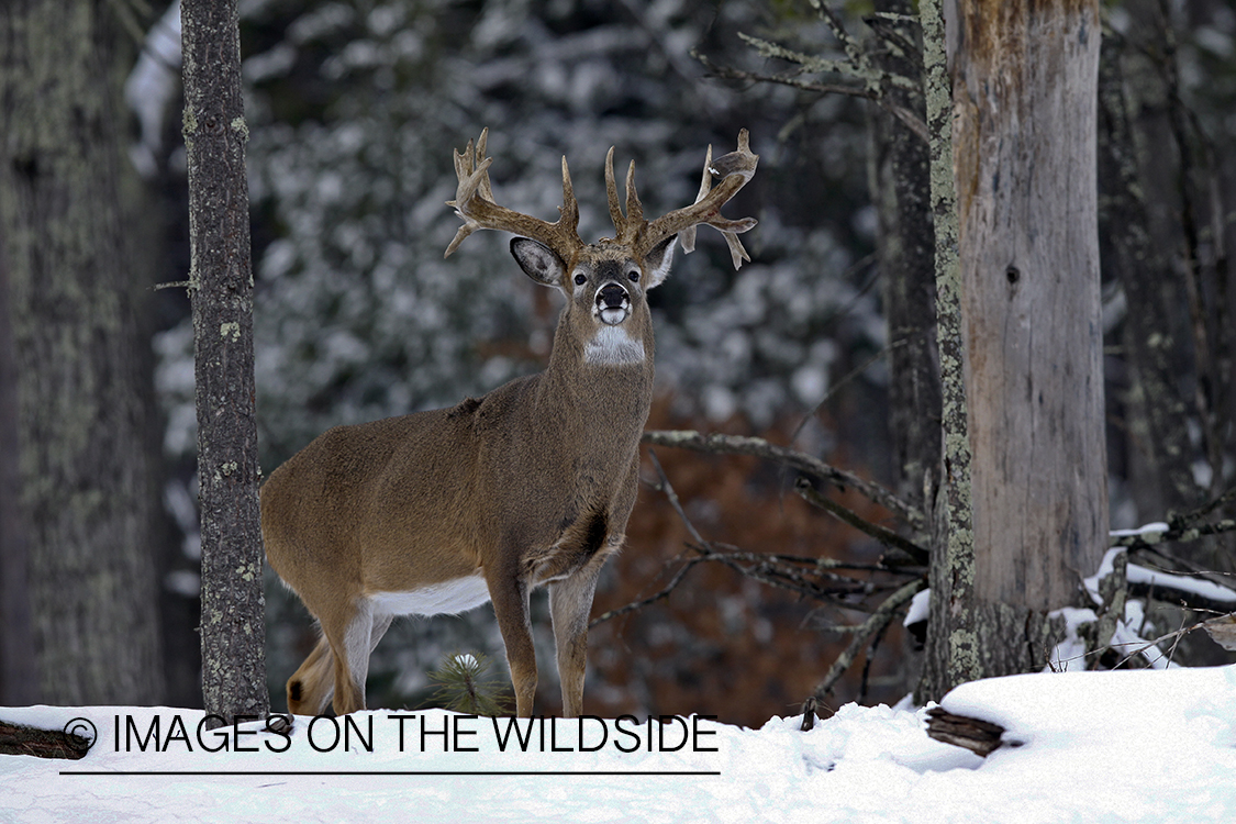 White-tailed buck in habitat.