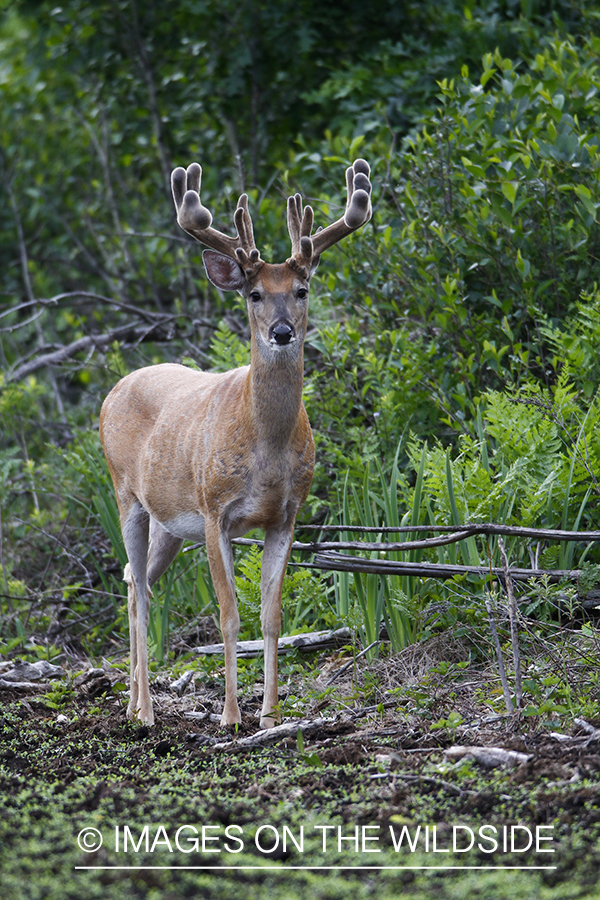 Summer Deer in Velvet