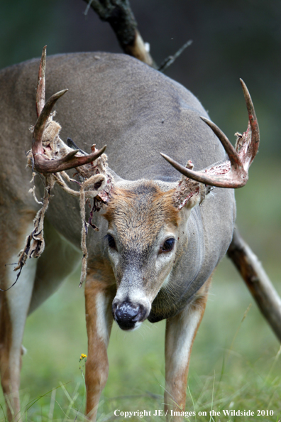 White-tailed buck in habitat in the velvet