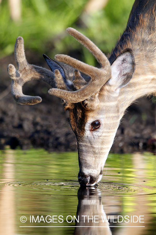 White-tailed buck in velvet 