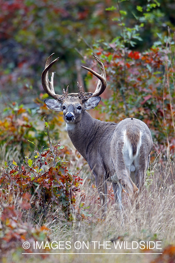 White-tailed buck in habitat. *