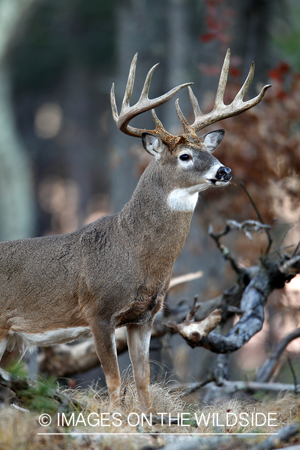 White-tailed buck in habitat. *