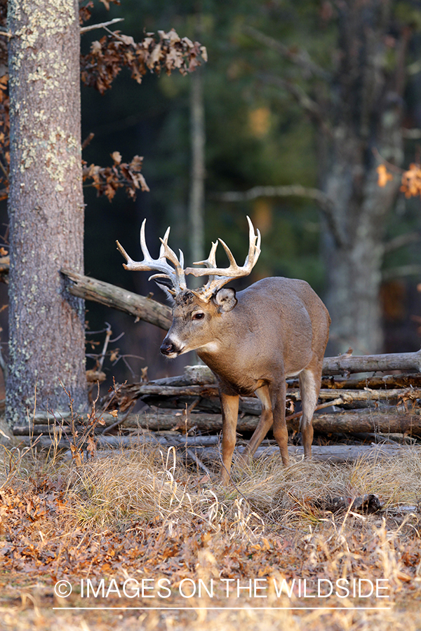 White-tailed buck in habitat. *