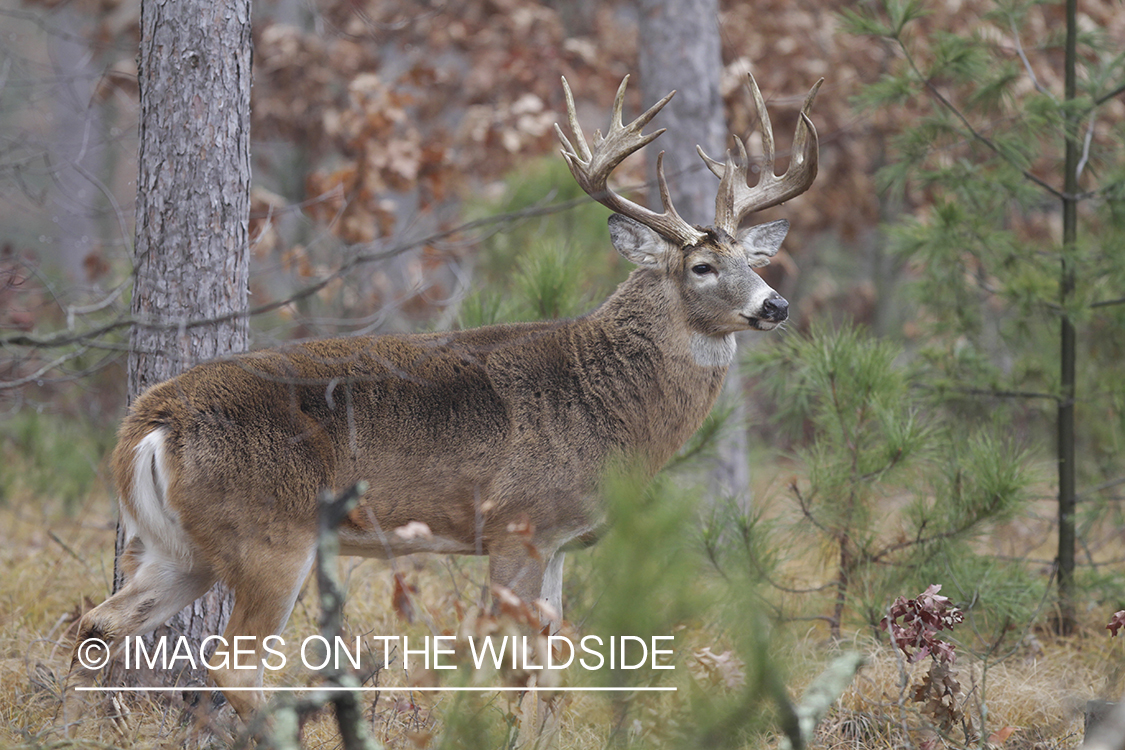 White-tailed buck in habitat. 