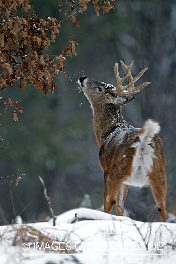 White-tailed buck in habitat. *