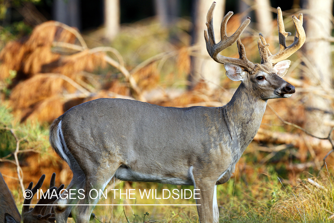 White-tailed buck in velvet.  