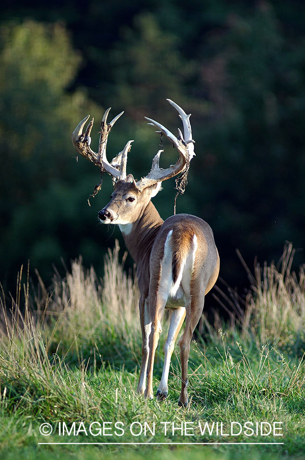 White-tailed buck shedding velvet. 