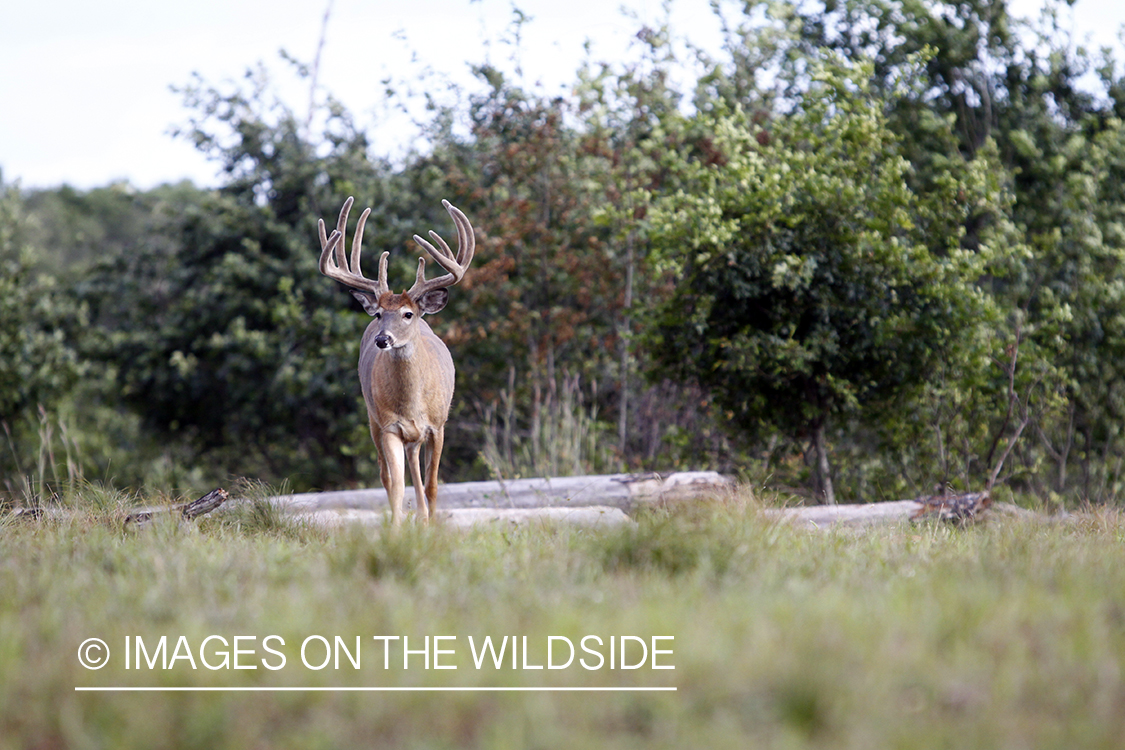 White-tailed buck in velvet.  