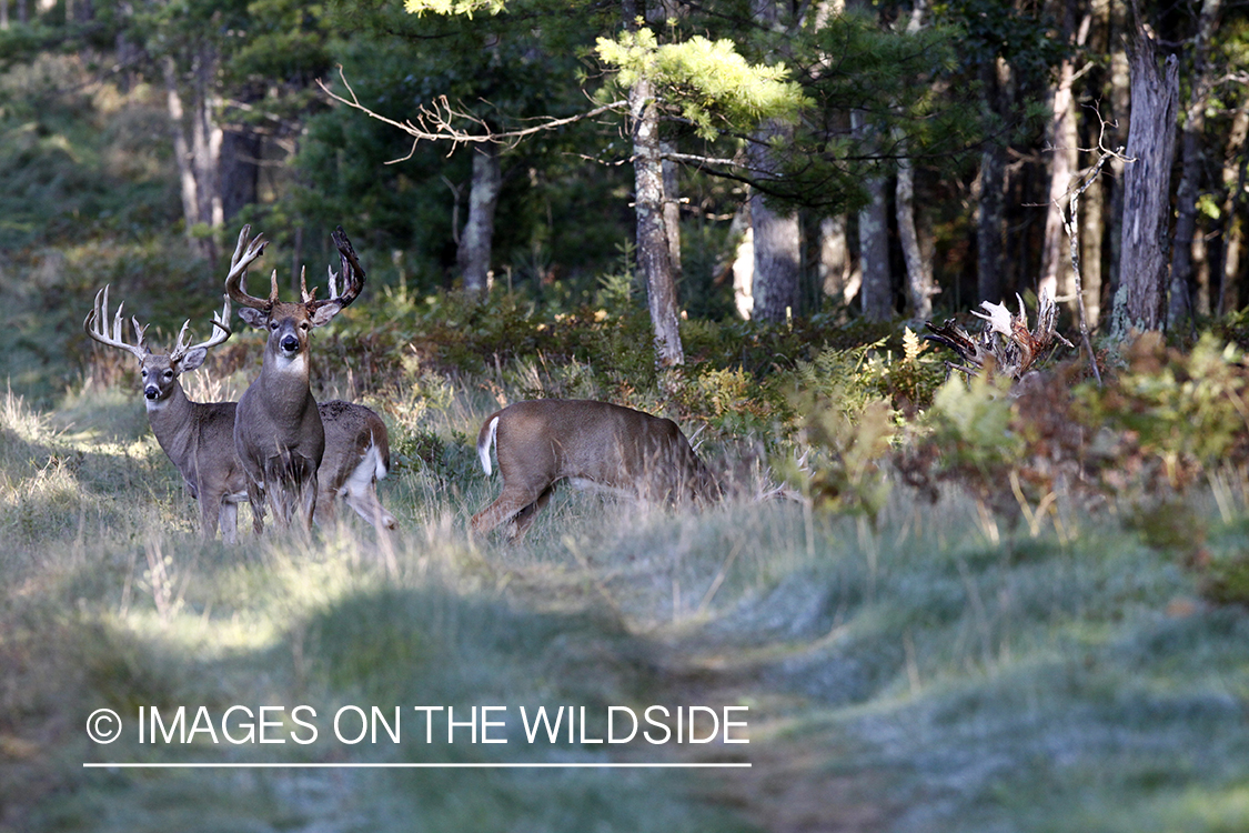 White-tailed bucks shedding velvet. 