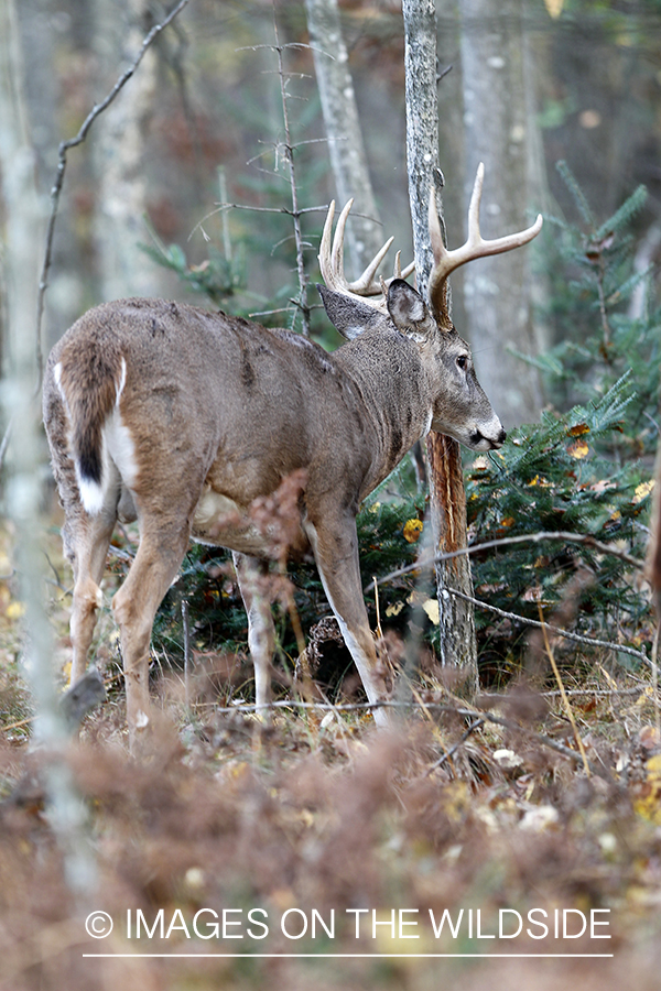 White-tailed buck rubbing tree. 