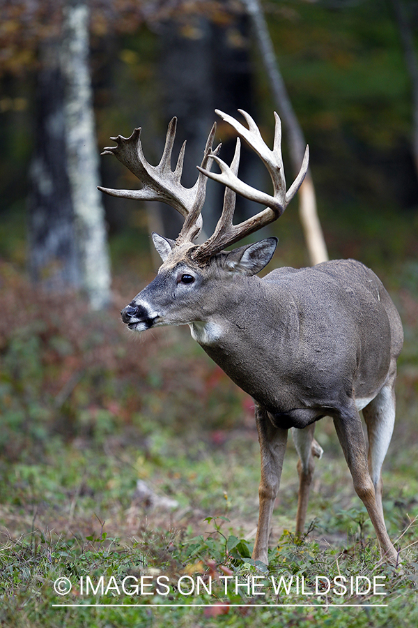 White-tailed buck in habitat. 