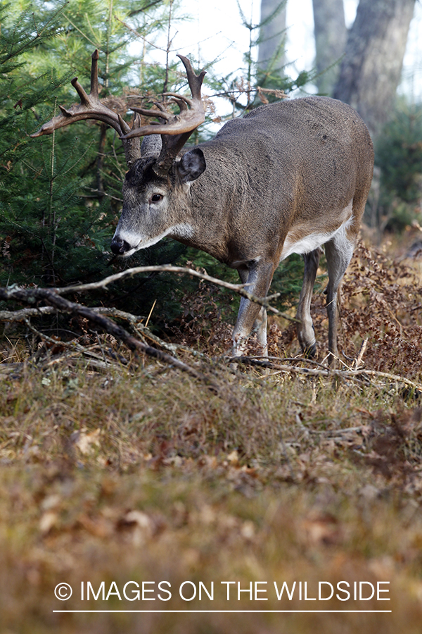 White-tailed buck in habitat.  