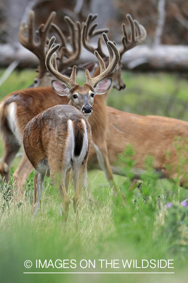 White-tailed bucks in velvet.