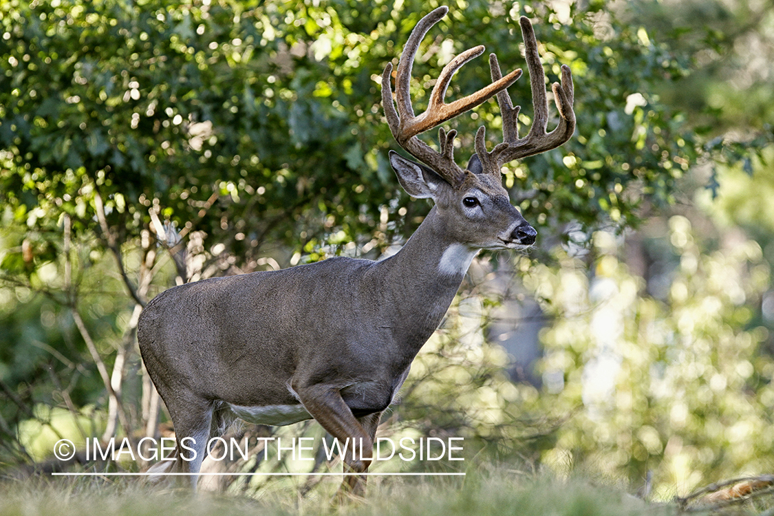 White-tailed buck in habitat.