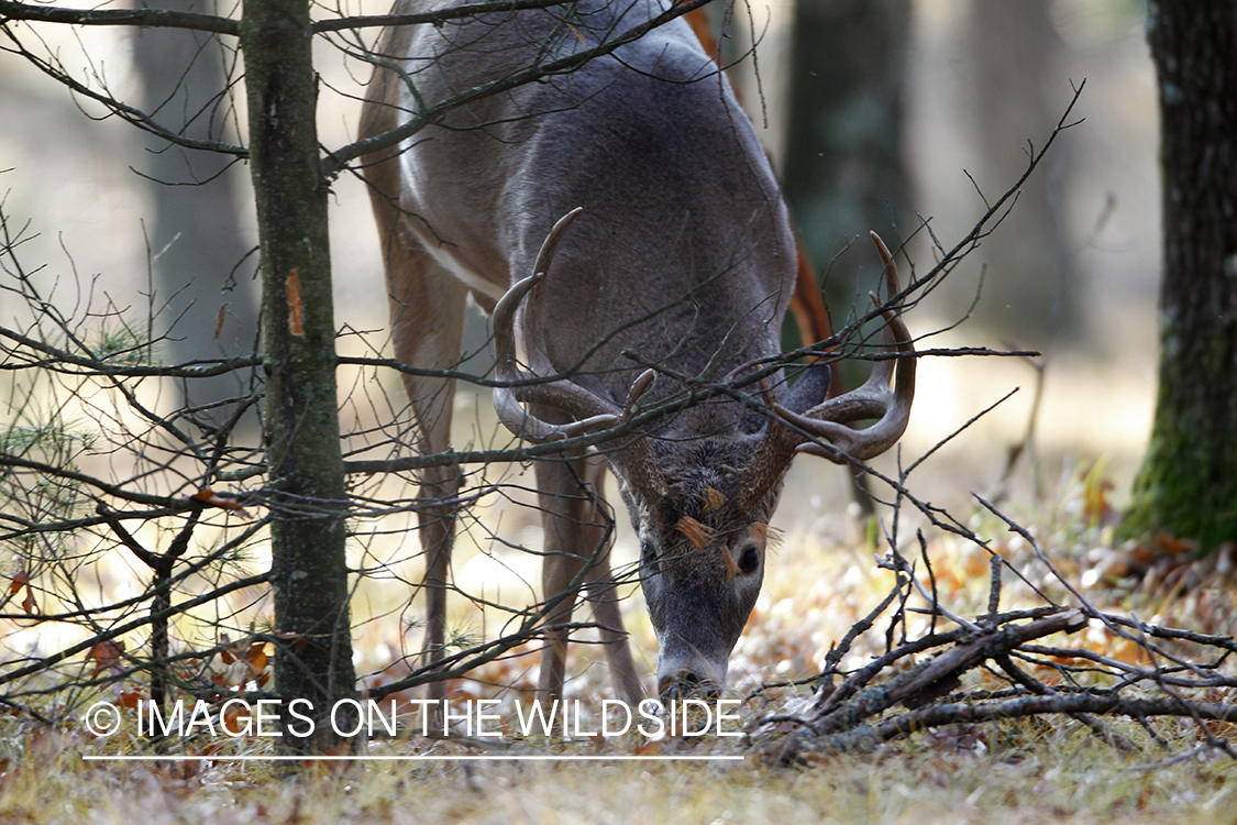 White-tailed buck in habitat.