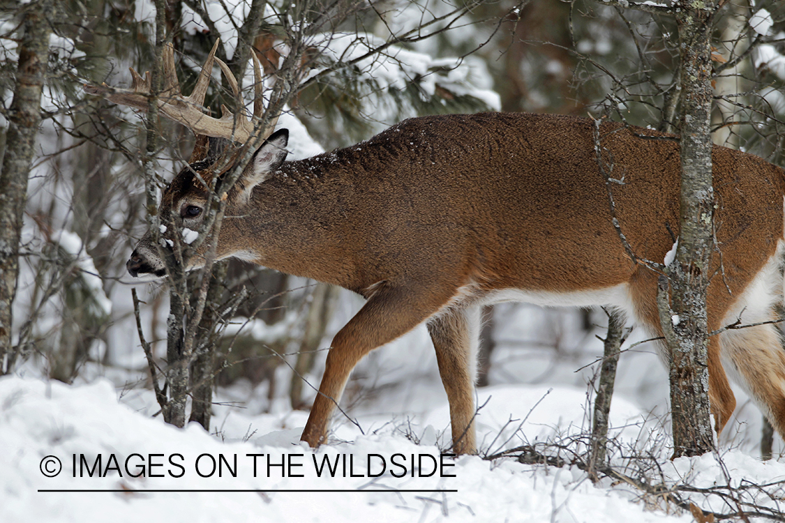 White-tailed buck in winter habitat.