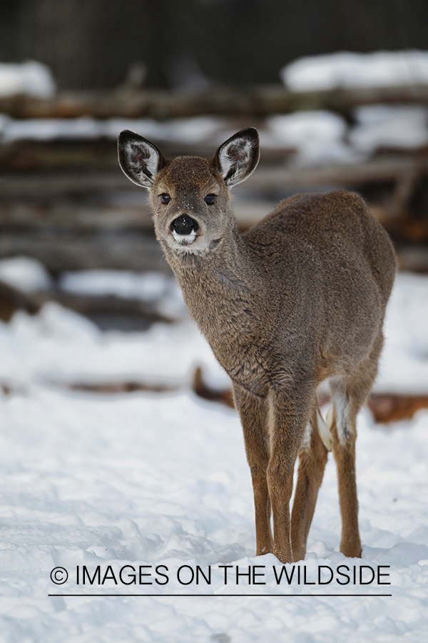 White-tailed fawn in habitat.