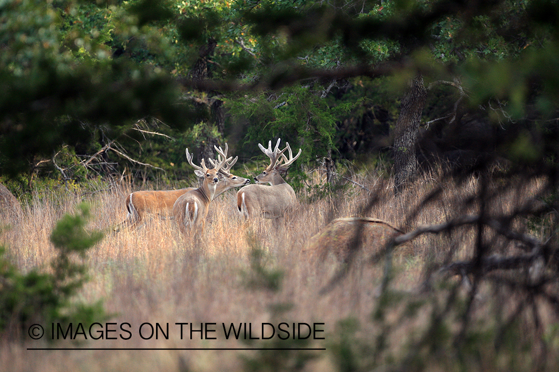 White-tailed bucks in habitat.