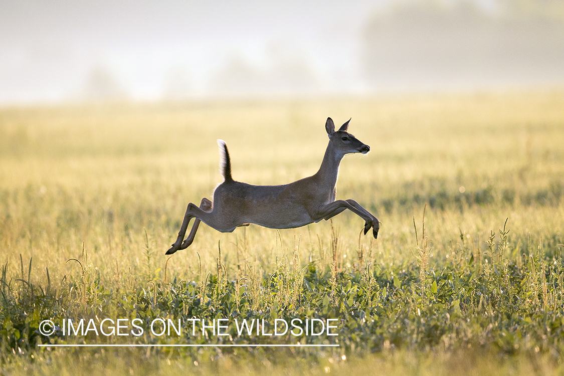 White-tailed doe in habitat. 