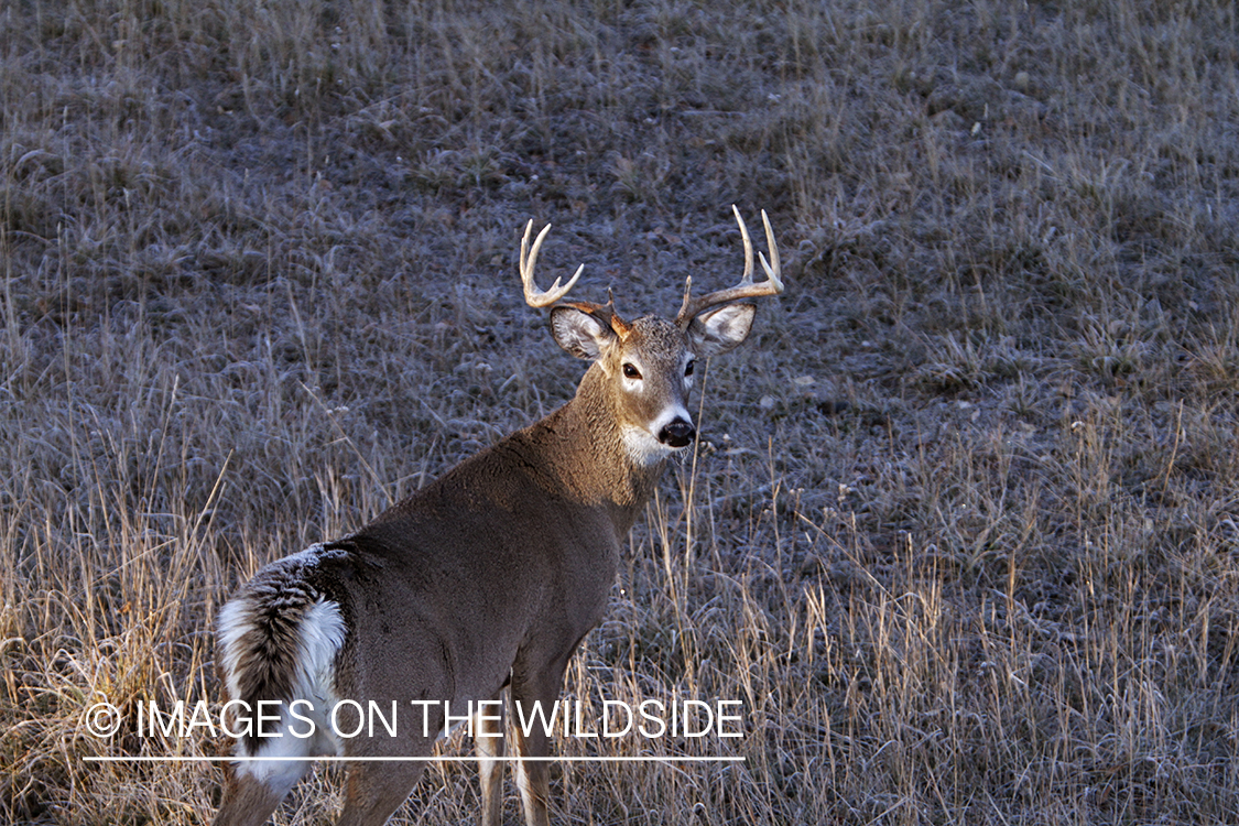 View of White-tailed buck in habitat from tree stand.