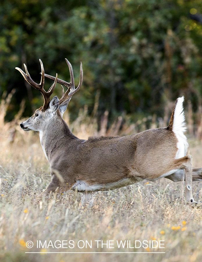 White-tailed buck fleeing in habitat.