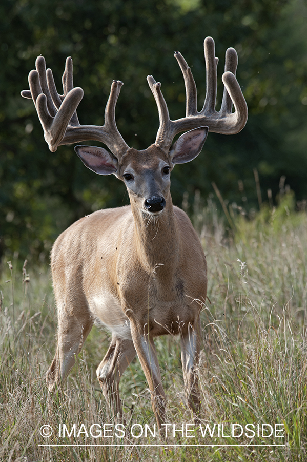 White-tailed buck in velvet.