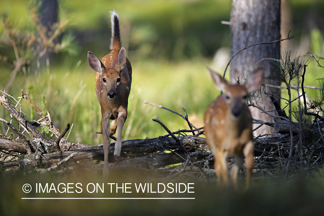 White-tailed fawns in velvet.