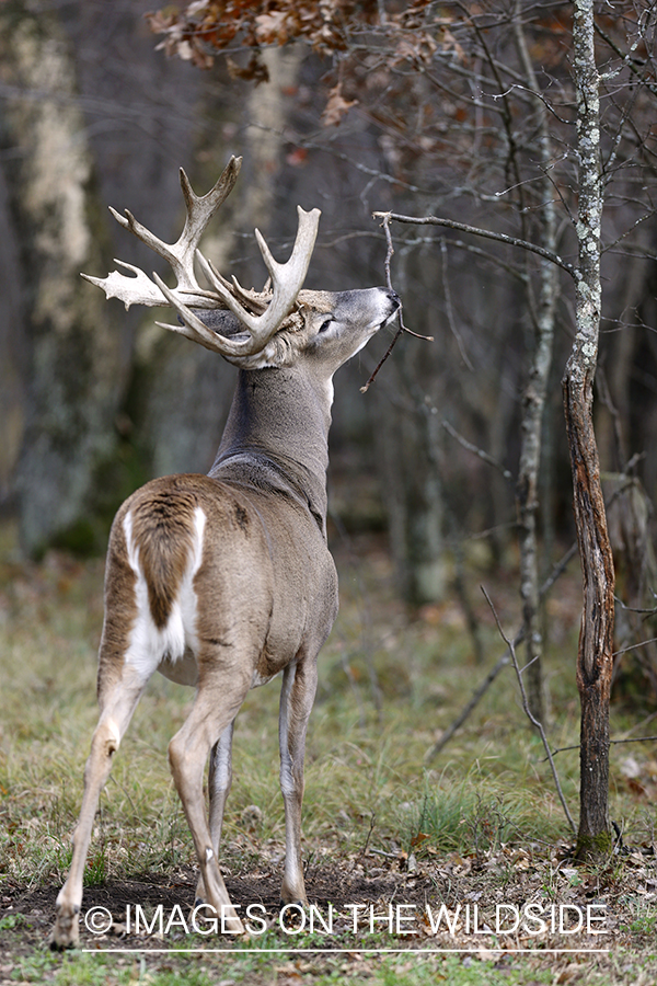 White-tailed buck scent marking.