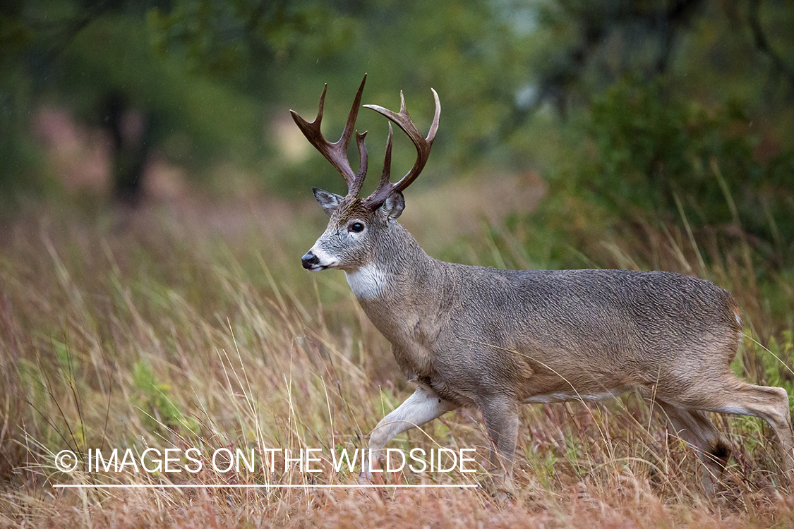 White-tailed buck in habitat.