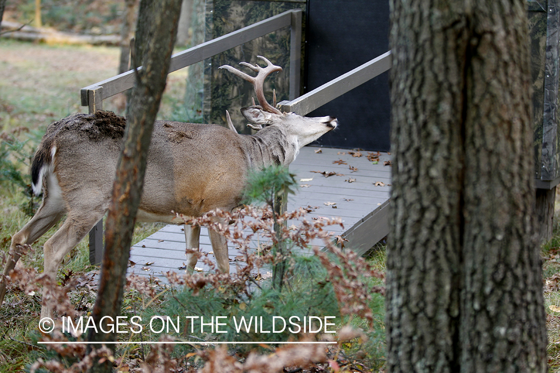 White-tailed buck rubbing on cabin railing. 