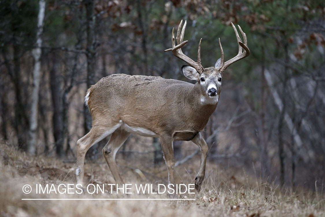 White-tailed buck in habitat.