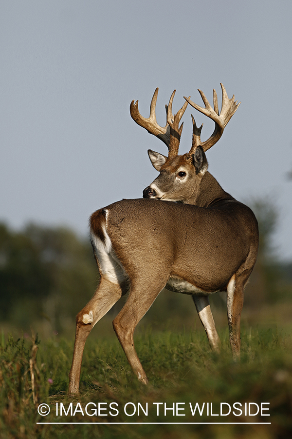 White-tailed Buck in Velvet.