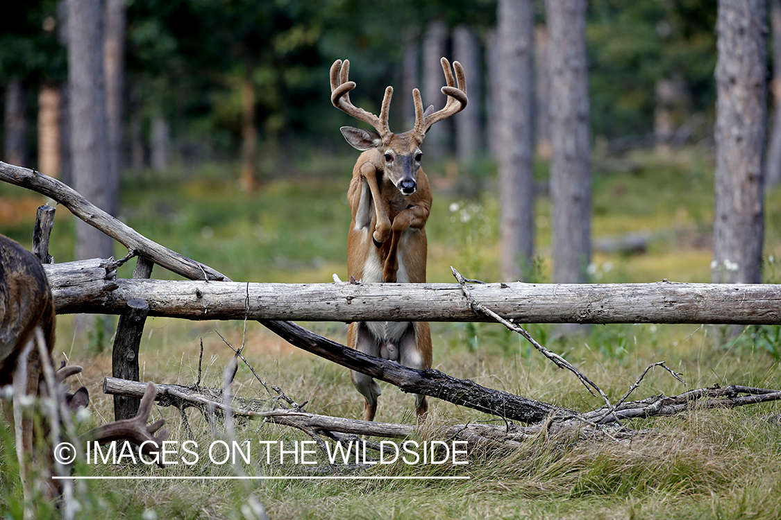 White-tailed buck jumping over log.