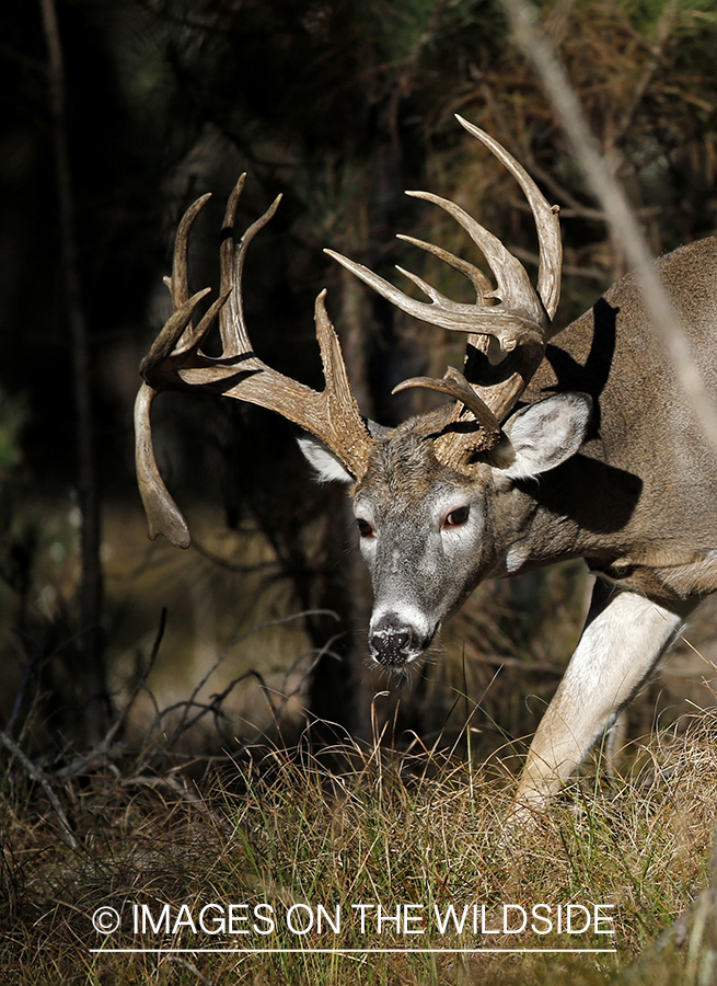 White-tailed buck in woods.