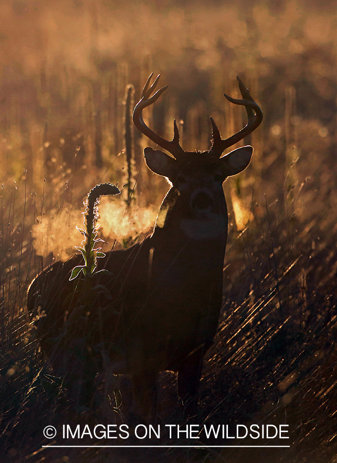 White-tailed buck in field at sunset.