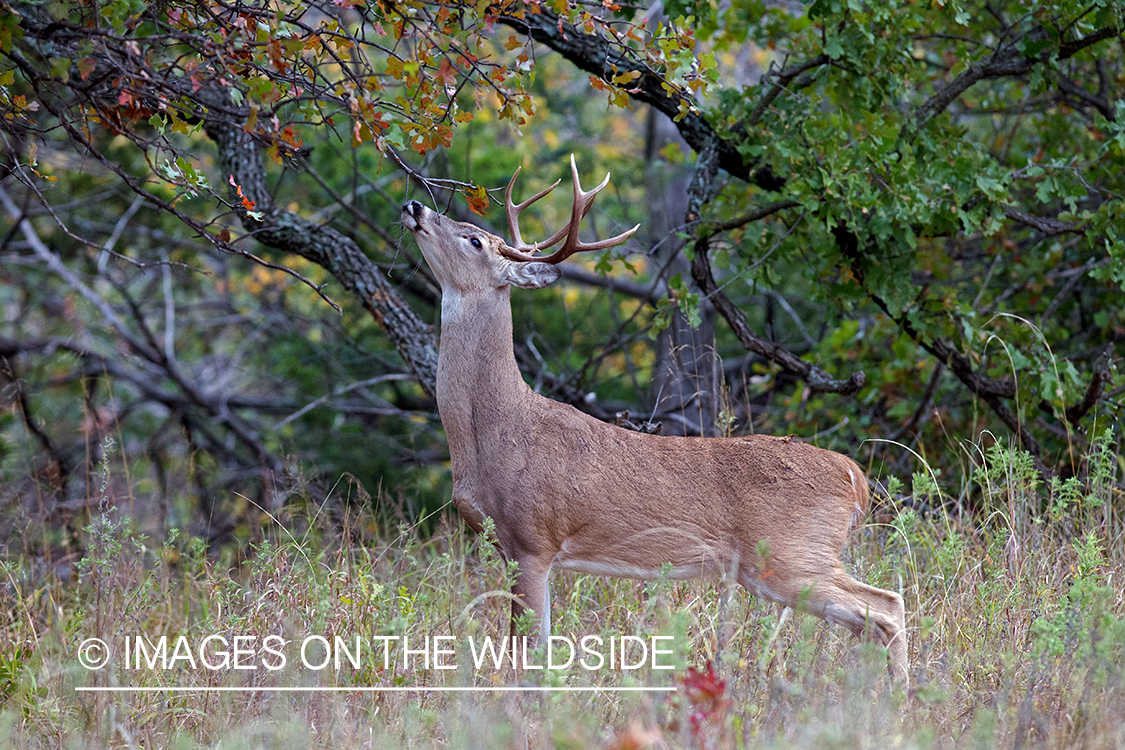 White-tailed buck sniffing branch.