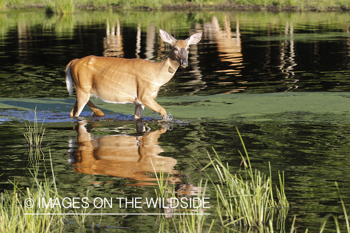 White-tailed doe in water.