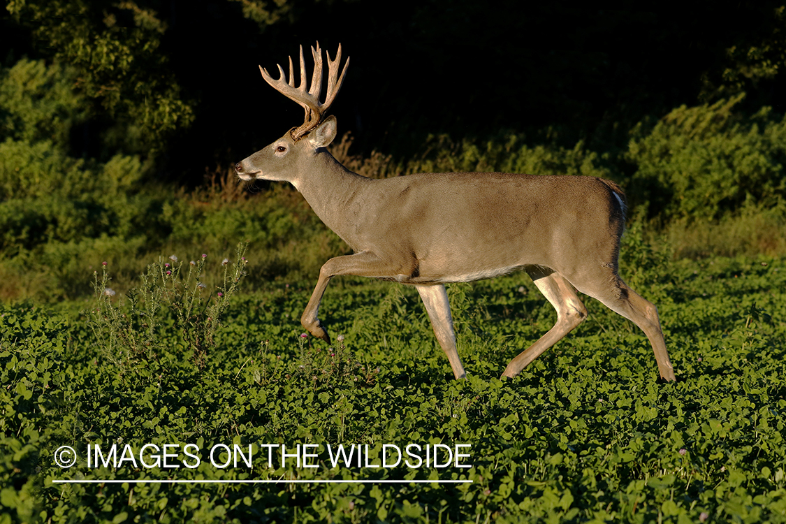 White-tailed buck in food plot. 