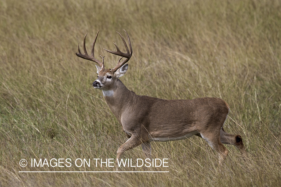 White-tailed buck in field.