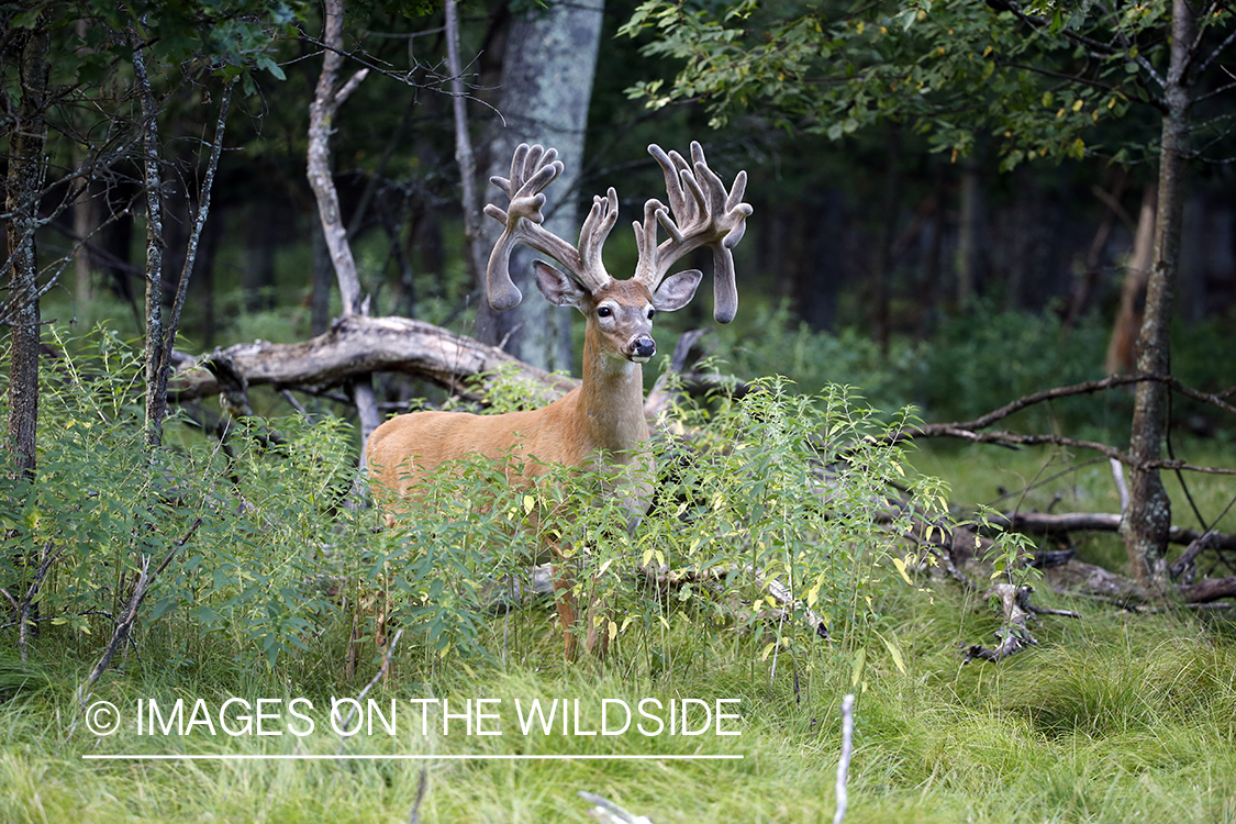 White-tailed buck in field.