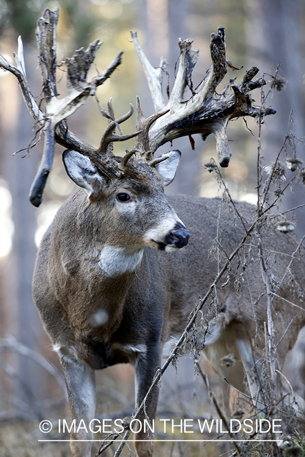 White-tailed buck in field.