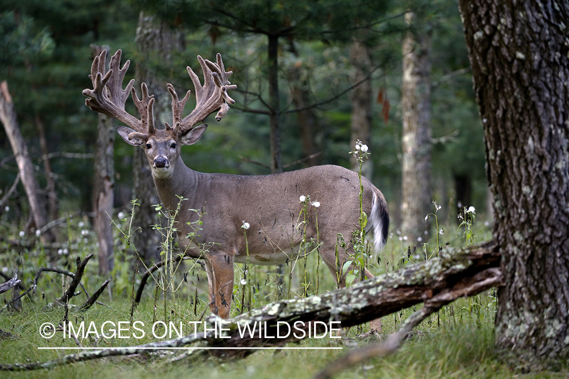 White-tailed buck in Velvet.