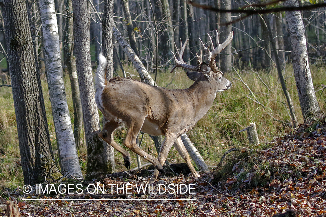 White-tailed buck running through field.