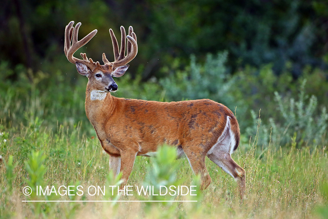 White-tailed buck in Velvet.